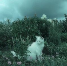 a white cat is sitting in the tall grass and looking off into the distance with an overcast sky behind it