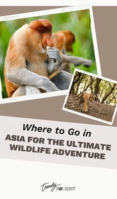 an advertisement with pictures of animals in the background and text where to go in asia for the ultimate wildlife adventure