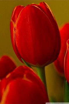 red tulips are shown in close up view