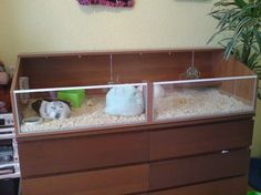 two hamsters in their habitat on top of a dresser