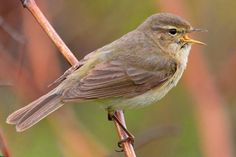 a small bird sitting on top of a tree branch