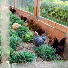 chickens and other animals in a fenced off area next to some vegetables on the ground