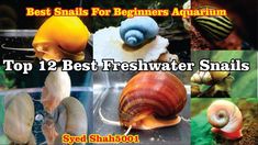 the top 12 best fresh water snails for beginners to learn how to use them