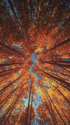 Autumn Wallpaper Hd, Fall Wallpaper Tumblr, Frühling Wallpaper, Fall Backgrounds Iphone, Autumn Phone Wallpaper, Wallpaper Estetika, Autumn Wallpaper, Cute Fall Wallpaper, Iphone Wallpaper Fall