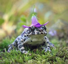 a frog with a purple flower on its head