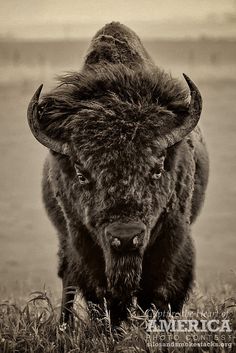 a black and white photo of a bison standing in the grass looking at the camera