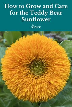 a yellow flower with the words how to grow and care for the teddy bear sunflower