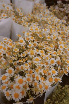 daisies and other wildflowers are on display