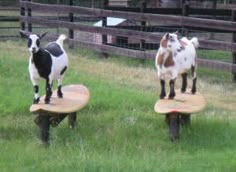 two goats standing on top of wooden benches in an enclosure with grass and wood fence