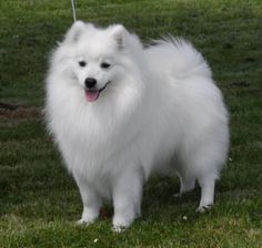 a white dog standing on top of a lush green field