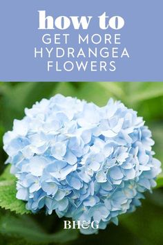 blue hydrant with the words how to get more hydrangea flowers