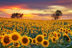 a field full of sunflowers under a cloudy sky