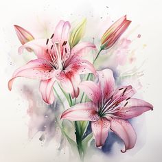 watercolor painting of pink lilies on white background