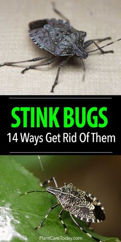 Got a stink bug problem? Before you call the exterminator, try out these 14 simple tips to safely eliminate stink bugs in your home or garden. Stink Bug, Stink Bugs, Bug Control, Garden Pest Control, Bug Repellent