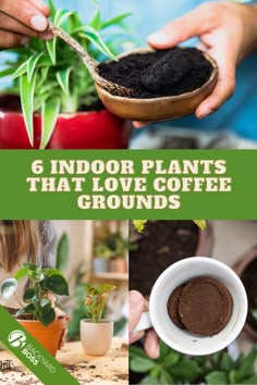 people holding plants and dirt in their hands with the title 6 indoor plants that love coffee grounds