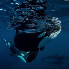 two orca whales swimming in the ocean