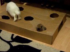 a cat is playing with a cardboard box on the floor in front of a mouse