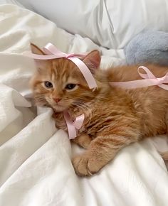 an orange cat laying on top of a bed next to a blue stuffed animal and pink ribbon