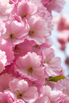 pink flowers blooming on the branches of trees