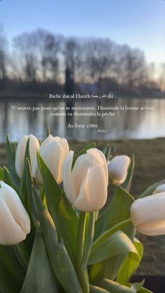 white tulips in front of a lake with a bible verse written on it