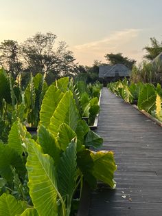 a wooden walkway surrounded by lush green plants