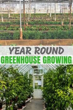 a greenhouse with plants growing in it and the words year round greenhouse growing overlay