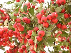 an apple tree filled with lots of red apples