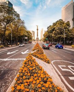 an orange flower bed on the side of a road in front of tall buildings and trees