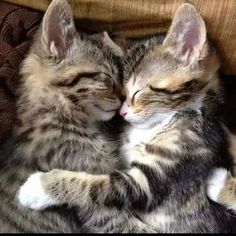 two kittens cuddling together on a couch