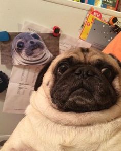 a pug dog sitting on top of a desk next to a baby in a crib