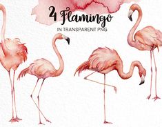 watercolor flamingos in transparent and png