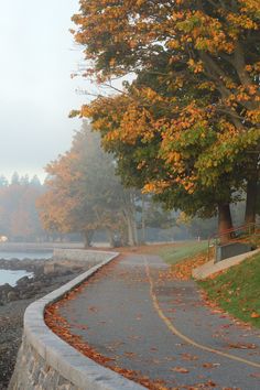 an empty road with trees on both sides and water in the background during autumn time