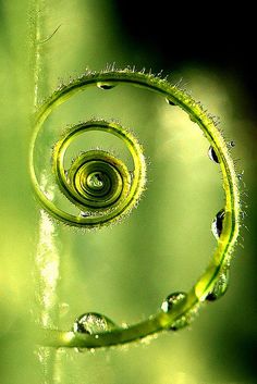 a spiral shaped plant with drops of water on it