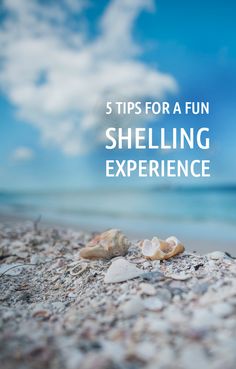 shells on the beach with text that reads 5 tips for a fun shelling experience