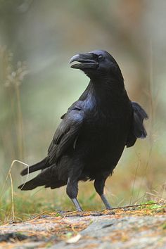 a black bird is standing on the ground