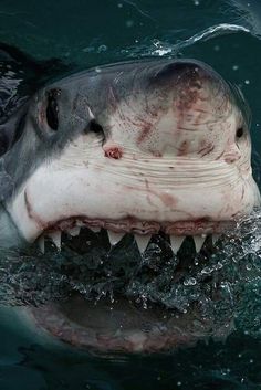 a great white shark with its mouth open and it's teeth out in the water