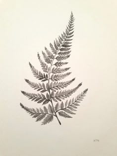 a drawing of a fern leaf on a white background