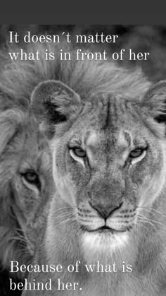 two lions with the quote it doesn't matter what is in front of her