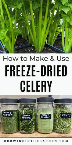 how to make and use freeze - dried celery from growing in the garden