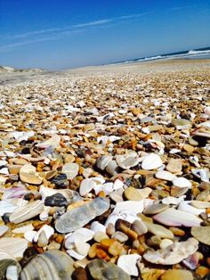 many shells are on the beach near the water