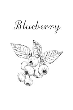 Blueberry Drawing Blueberry Plant Drawing, Blueberry Doodle Drawing, Blueberry Line Drawing, Blueberry Sketch Drawings, Blueberry Leaf Tattoo, Blueberry Tattoo Design, Blueberry Tattoo Small Minimalist, Blueberry Branch Drawing, Blueberry Blossom Tattoo