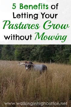 an animal standing in tall grass with the words 5 benefits of letting your pastures grow without mowing