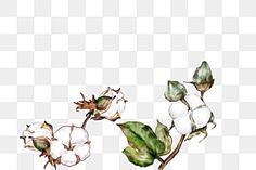 cotton,cotton,cotton plant painting,cotton illustration,small fresh,cotton flower arrangement,spin,ventilation Cotton Illustration, Plant Png, Cotton Flower, Watercolor Plants, Leaf Drawing, Plant Painting, Hand Painted Flowers, Floral Background