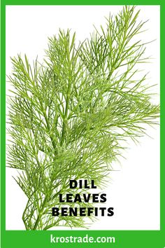 a green plant with the words dill leaves benefits