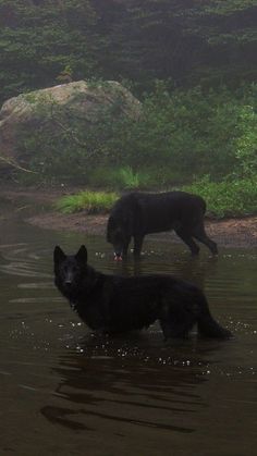 two black dogs are wading in the water