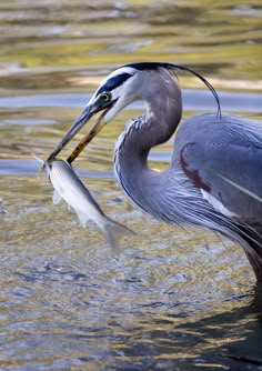 a bird with a fish in it's mouth standing in the water