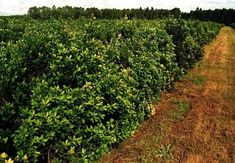 a large field full of green bushes next to a dirt road