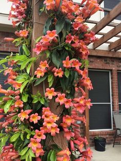 Vines Garden Ideas Tangerine Crossvine, Texas Gardens, Texas Plants