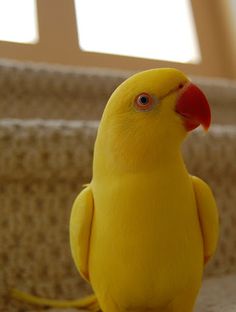 a yellow bird sitting on top of a stair case