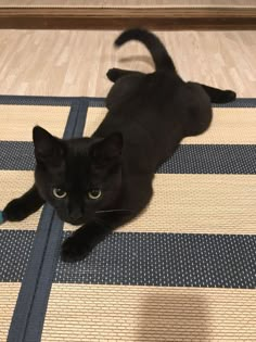 a black cat laying on top of a wooden floor next to a blue and white rug